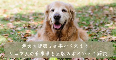 なぜシニア犬の食事に気を配る必要があるのか？