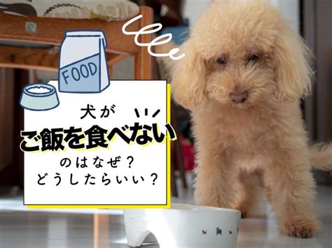 なぜシニア犬はご飯を食べないのか