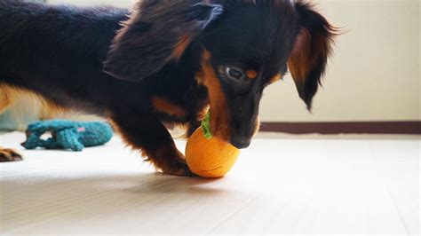 なぜ犬は噛むのか