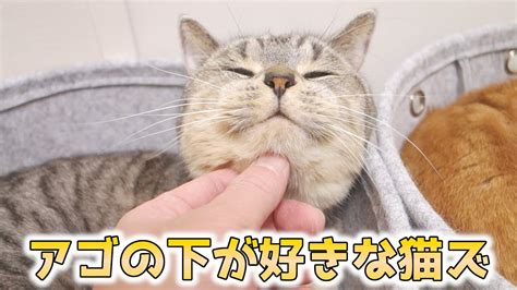 なぜ猫は撫でられるのが好き？