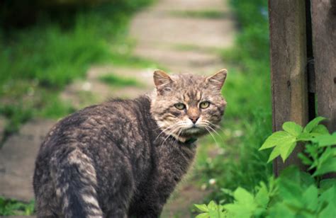 なぜ野良猫と仲良くなることが重要なのか？