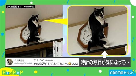 にゃんたまに夢中！飼い主必見の完全ガイド