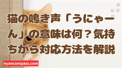 にゃーんの意味：可愛さの象徴から多様な表現まで