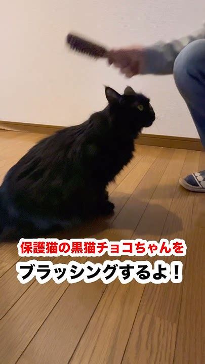 ねこをブラッシングする完全ガイド