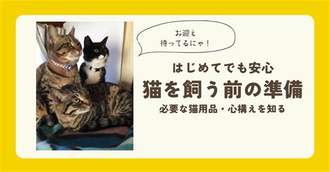 はじめての猫を飼うための完全ガイド