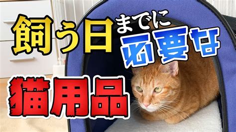 はじめての猫を飼うための準備と必要なアイテム