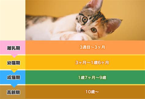 はじめての猫セットで完璧な猫ライフをスタートさせよう