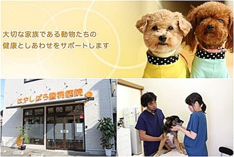 はやし動物病院でペットの健康を守ろう！