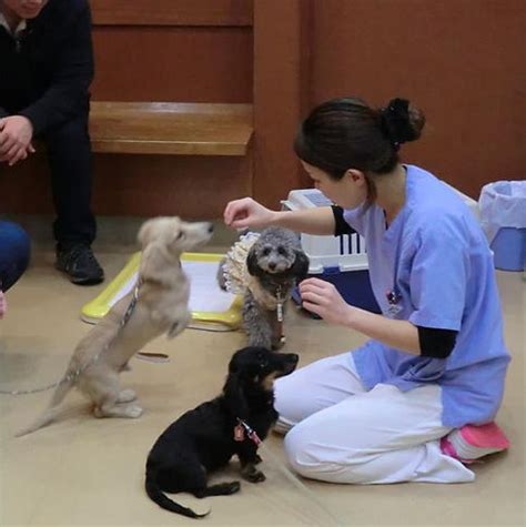 はやし動物病院 成田：ペットとの幸せな時間を支える最先端の医療