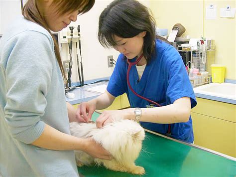 はやし動物病院 成田：信頼できるペットケアのガイド