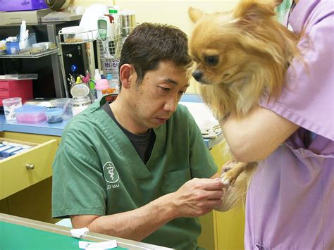 はやし動物病院 成田 - 地域に根差した動物たちの頼れるかかりつけ医