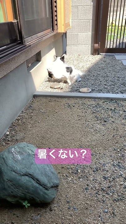 ひなたぼっこ犬：愛犬に光浴の恵みを与えよう！