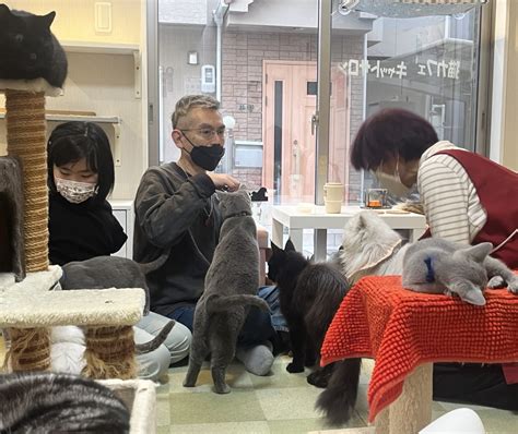 ひなたぼっこ猫カフェで心癒されるひととき