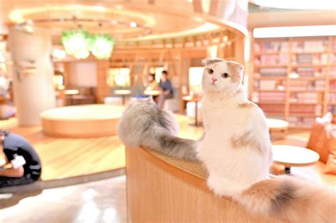 ひなたぼっこ猫カフェで至福のひとときを