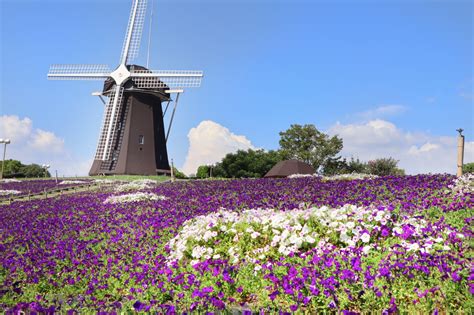 ひまわりと風車の絶景が楽しめる癒しの空間