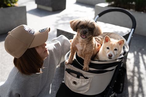 ひんやりシートで愛犬を熱中症から守ろう！