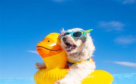 ひんやり犬で夏を快適に過ごす