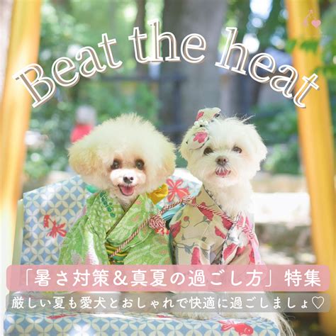 ひんやり犬で快適な夏の過ごし方