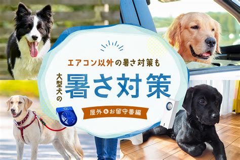 ひんやり犬：夏の暑さを乗り切るための犬対策