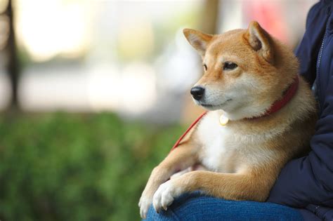 ふわふわの癒し犬でストレスフリーな毎日を過ごそう！