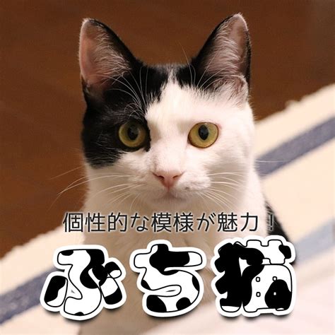 ぶち猫茶色：魅力的で愛情深いペット