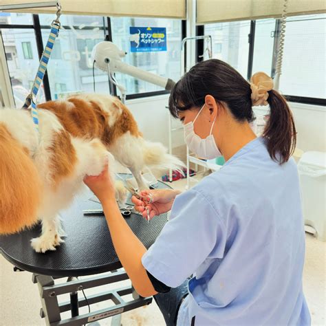 ほほえみ動物病院: 笑顔でペットの健康を守る