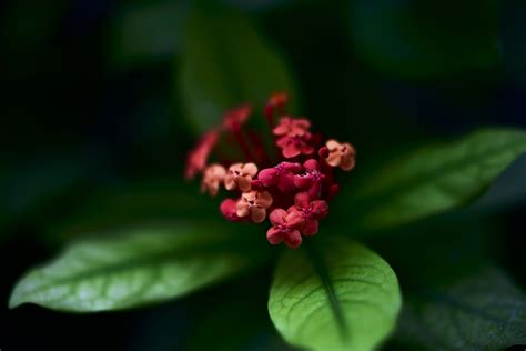 またい゙びの木: 猫に愛される魅惑の植物