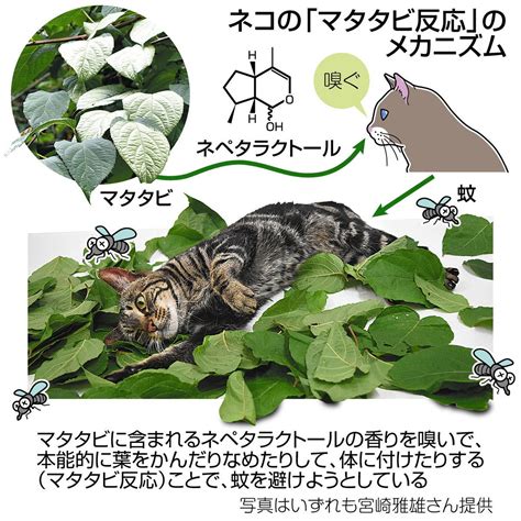 またたび: 猫のための魔法のハーブ