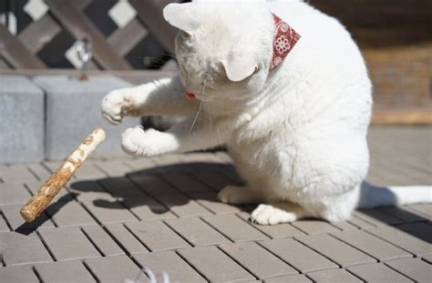 またたび、人間も食べられます！