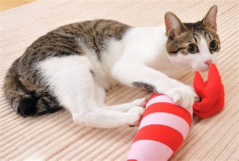 またたびが子猫にもたらすメリットと注意点