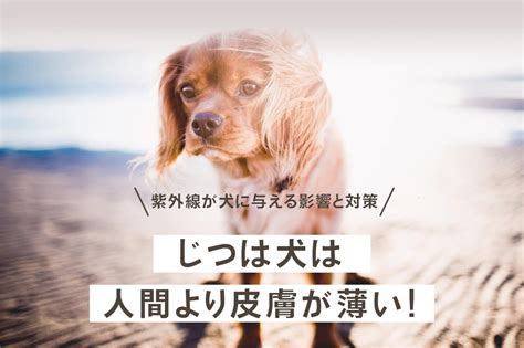 またたびが犬に与える影響