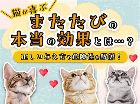 またたびが猫にもたらす効果とそのメカニズム