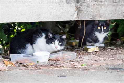 またたびが野良猫に与える大きな影響