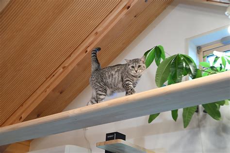 またたびで愛猫を癒そう！ダイソーで手軽に手に入る猫の魅了アイテム