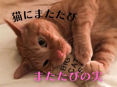 またたびで猫が夢中に！Amazonで手軽に手に入るまたたび商品の魅力