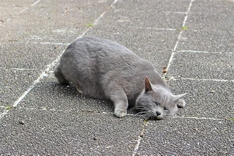 またたびで猫が酔うのは何歳から？知っておきたい注意点