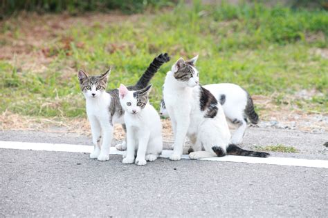 またたびで野良猫をかわいく変身させよう！