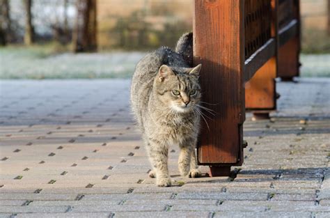 またたびで野良猫を保護・対策する方法