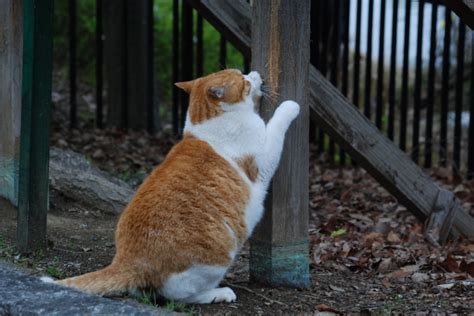 またたびで野良猫を駆除する方法：包括的ガイド