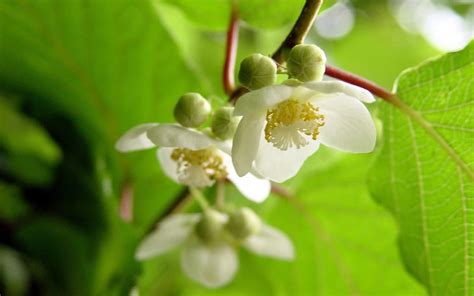 またたびという植物について