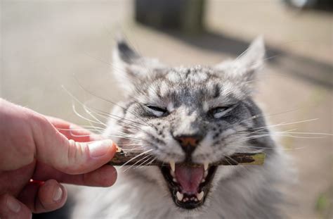 またたびとは何か？猫に与える影響