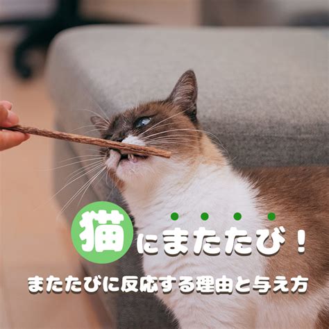 またたびとは猫にとって何ですか？