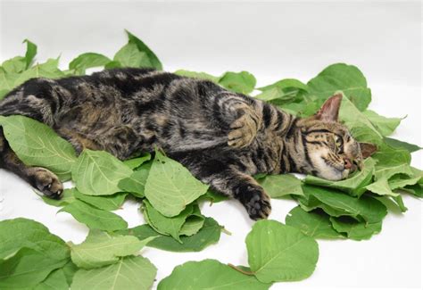 またたびとは：猫たちを魅了する魅惑の植物