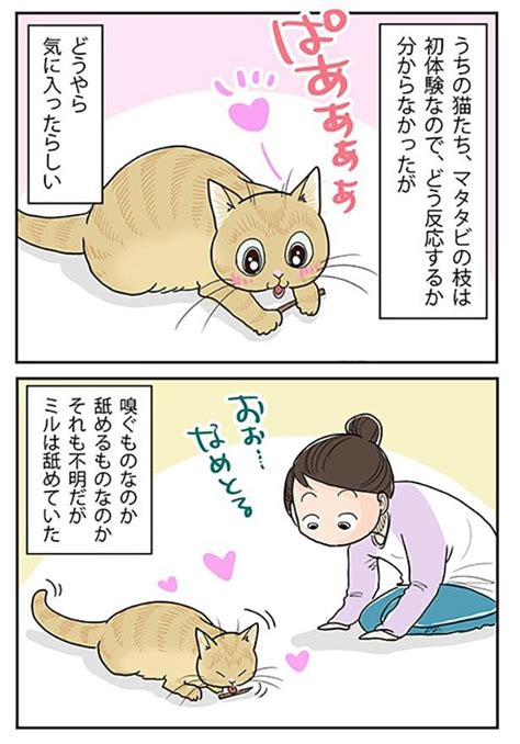 またたびと人間の深い関係: 歴史、効果、活用法