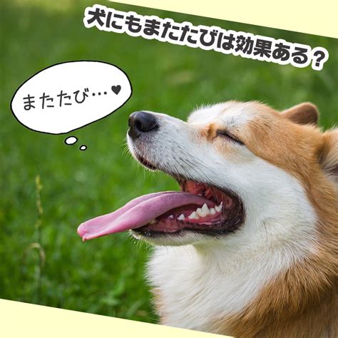 またたびと犬の意外な関係