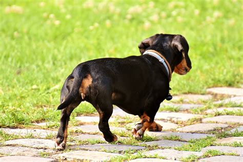 またたびと犬：知っておくべきこと