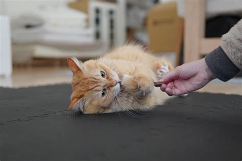 またたびと猫：運命の出会いとその秘められたパワー