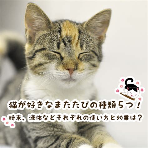 またたびのあげすぎ：愛猫に与える影響と効果的な与え方