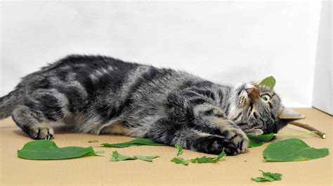 またたびのすべて：猫を酔わせる謎の植物