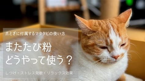 またたびの使い方: 猫を魅了する神秘のハーブ